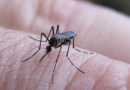 Se notificaron 258 casos nuevos de fiebre chikungunya