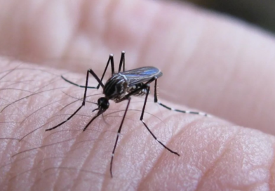 Se notificaron 258 casos nuevos de fiebre chikungunya