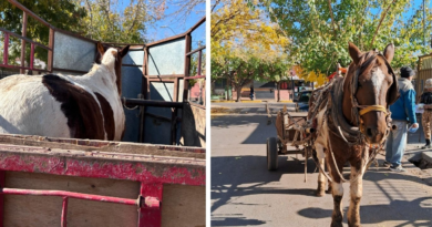 La Policía Rural rescató un equino utilizado para tracción a sangre en Guaymallén
