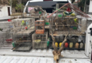 Vendían fauna silvestre por redes sociales y fueron capturados