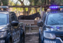 La Policía Rural avanzó en la investigación de un caso de abigeato en General Alvear