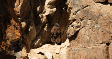 A seis meses de su nacimiento, el pichón de Tupungato se consolida como símbolo del éxito en la conservación del cóndor andino en Mendoza