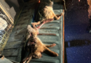 Cayeron presuntos cazadores furtivos con galgos y liebres en San Martín