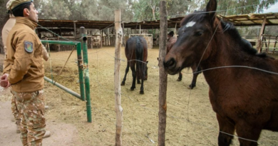 La Policía Rural secuestró en Maipú dos mulares por irregularidades en la documentación