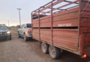 Controles de Policía Rural: secuestraron animales y un tráiler en General Alvear y Maipú