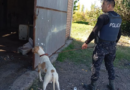 Con la intervención de Fito, la Policía recuperó bienes sustraídos en Rivadavia