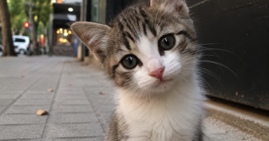 “Es sádico y disfrutaba de las torturas”: un imputado por 16 asesinatos de gatos de formas horrorosas “Es sádico y disfrutaba de las torturas”: un imputado por 16 asesinatos de gatos de formas horrorosas