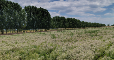 El orégano, protagonista del nuevo circuito turístico de aromáticas en San Carlos