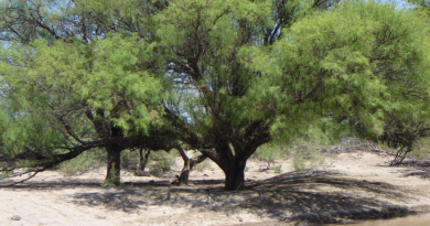 La Dirección de Áreas Protegidas modernizó el sistema de cálculo de multas por desmontes de flora y bosques nativos