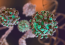 Hantavirus: se notificaron nuevos casos y la totalidad de los mismos asciende a 47 Hantavirus: se notificaron nuevos casos y la totalidad de los mismos asciende a 47