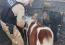 Ofrecía un caballo robado por redes sociales: la Policía de Mendoza lo recuperó y detuvo a un hombre en San Rafael Ofrecía un caballo robado por redes sociales: la Policía de Mendoza lo recuperó y detuvo a un hombre en San Rafael