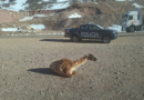 El ataque que provocó la muerte de un guanaco vuelve a poner en foco la tenencia irresponsable de mascotas El ataque que provocó la muerte de un guanaco vuelve a poner en foco la tenencia irresponsable de mascotas