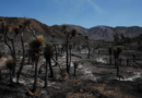 Estados Unidos: incendio forestal dejaba heridos y 42.000 evacuados cerca de frontera Nevada-California