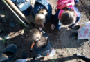 El Ecoparque celebró el Día Provincial del Árbol con una jornada educativa junto a escuelas mendocinas El Ecoparque celebró el Día Provincial del Árbol con una jornada educativa junto a escuelas mendocinas
