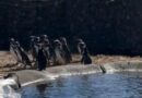 Un nuevo hogar: liberan a 40 pingüinos del ex Mar del Plata Aquarium en una reserva natural Un nuevo hogar: liberan a 40 pingüinos del ex Mar del Plata Aquarium en una reserva natural