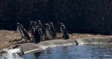 Un nuevo hogar: liberan a 40 pingüinos del ex Mar del Plata Aquarium en una reserva natural Un nuevo hogar: liberan a 40 pingüinos del ex Mar del Plata Aquarium en una reserva natural