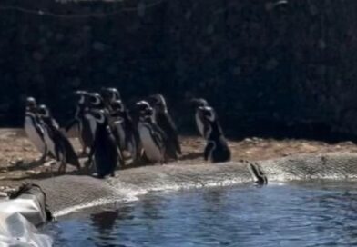 Un nuevo hogar: liberan a 40 pingüinos del ex Mar del Plata Aquarium en una reserva natural Un nuevo hogar: liberan a 40 pingüinos del ex Mar del Plata Aquarium en una reserva natural