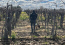 El rastreo de Siena permitió avanzar en el esclarecimiento de un robo en Junín El rastreo de Siena permitió avanzar en el esclarecimiento de un robo en Junín