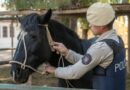 La Policía Rural frustró el robo de caballos y detuvo a un hombre en Rivadavia