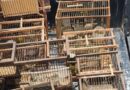 La Policía Rural rescató 12 aves protegidas y secuestró jaulas y elementos de captura en Las Heras