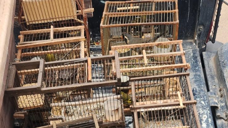 La Policía Rural rescató 12 aves protegidas y secuestró jaulas y elementos de captura en Las Heras