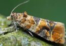 El Iscamen implementará el sistema de alertas fitosanitarias que permite a los productores conocer cuándo y cómo controlar plagas.