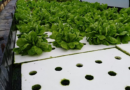 Mendoza impulsa la creación del Clúster de Hidroponía para fortalecer una producción innovadora y tecnificada
