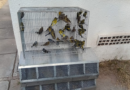 Rescate y protección de fauna silvestre: intenso trabajo de la Delegación Zona Este