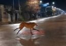 Un aguará guazú deambulaba por Rosario: cómo fue el operativo de rescate