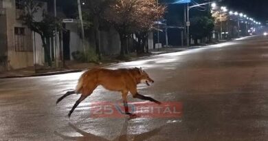 Un aguará guazú deambulaba por Rosario: cómo fue el operativo de rescate