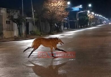 Un aguará guazú deambulaba por Rosario: cómo fue el operativo de rescate