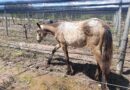 La Policía Rural rescató equinos y bovinos en una finca de Luján de Cuyo
