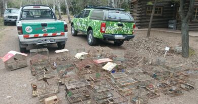 Más de 130 aves silvestres fueron recuperadas en operativos de control y trasladadas al Ecoparque