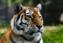 Un hombre resultó gravemente herido tras el ataque de un tigre en un parque de vida silvestre en Inglaterra Un hombre resultó gravemente herido tras el ataque de un tigre en un parque de vida silvestre en Inglaterra