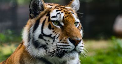 Un hombre resultó gravemente herido tras el ataque de un tigre en un parque de vida silvestre en Inglaterra
