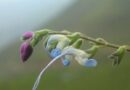 Científicos bautizan como “Salvia Messii” una nueva flor celeste y blanca Científicos bautizan como “Salvia Messii” una nueva flor celeste y blanca