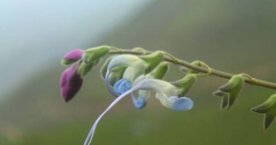 Científicos bautizan como “Salvia Messii” una nueva flor celeste y blanca Científicos bautizan como “Salvia Messii” una nueva flor celeste y blanca